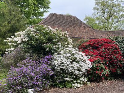 Rhododendron