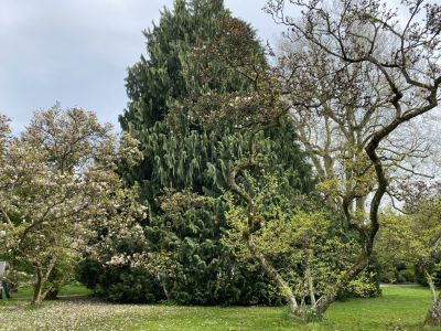 Garten im englischen Stil