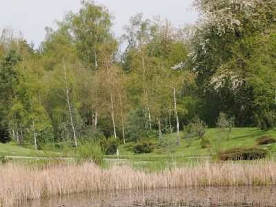 Waldentwicklung im Hügelland