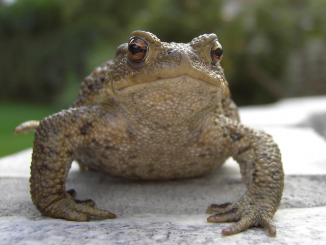 Verwandter des (ausgestorbenen) MagenbrüterfroschsFoto von Stefan Petri, CC BY-SA 3.0